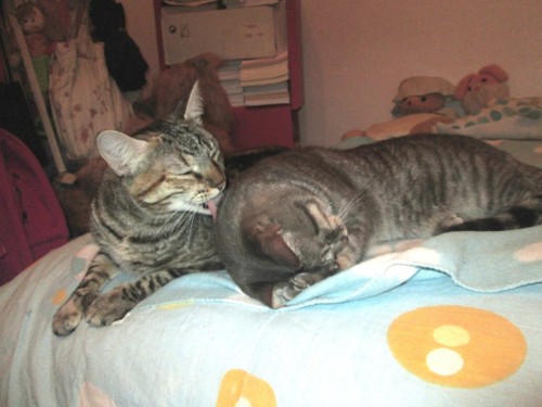 IMG_4974.JPG IMG_4974.JPG