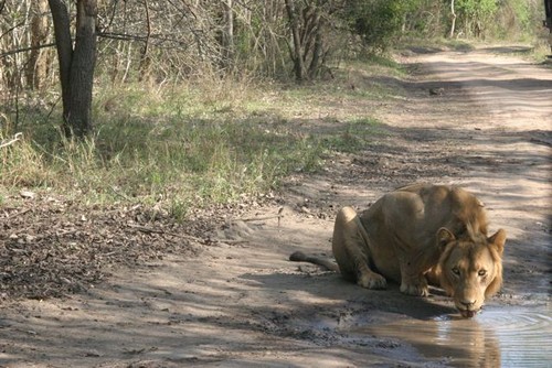 gorongosa