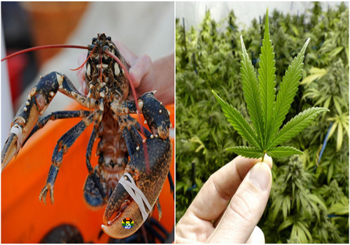 HD Drogam lagostas com cannabis antes de irem para