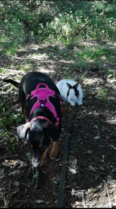 Nas nossas caminhadas_Maggie e Fluffy.jpg