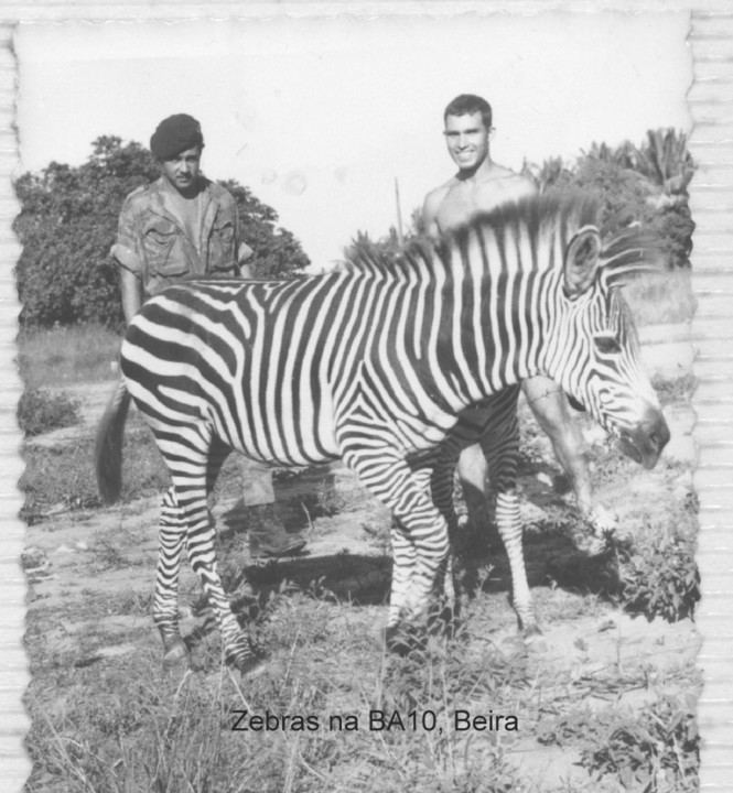 .Zebras na BA10.jpg