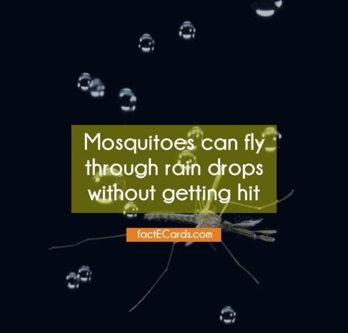 Mosquitoes-can-fly-through-rain-1478.jpg