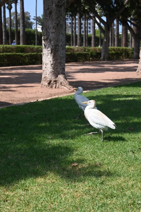 Não me canso disto pássaro3.JPG