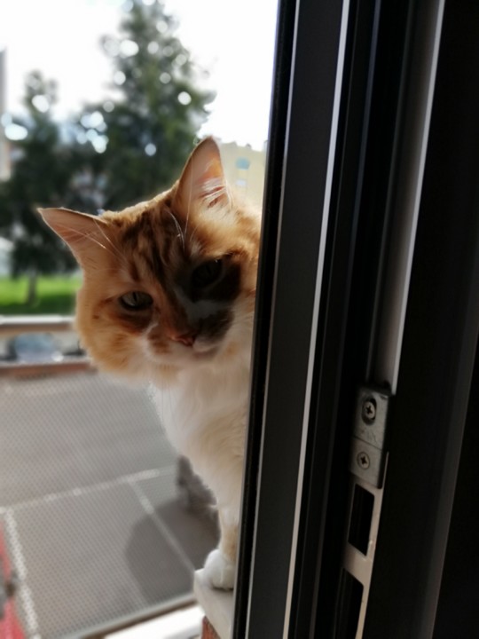 gatofofo.jpg gatofofo.jpg