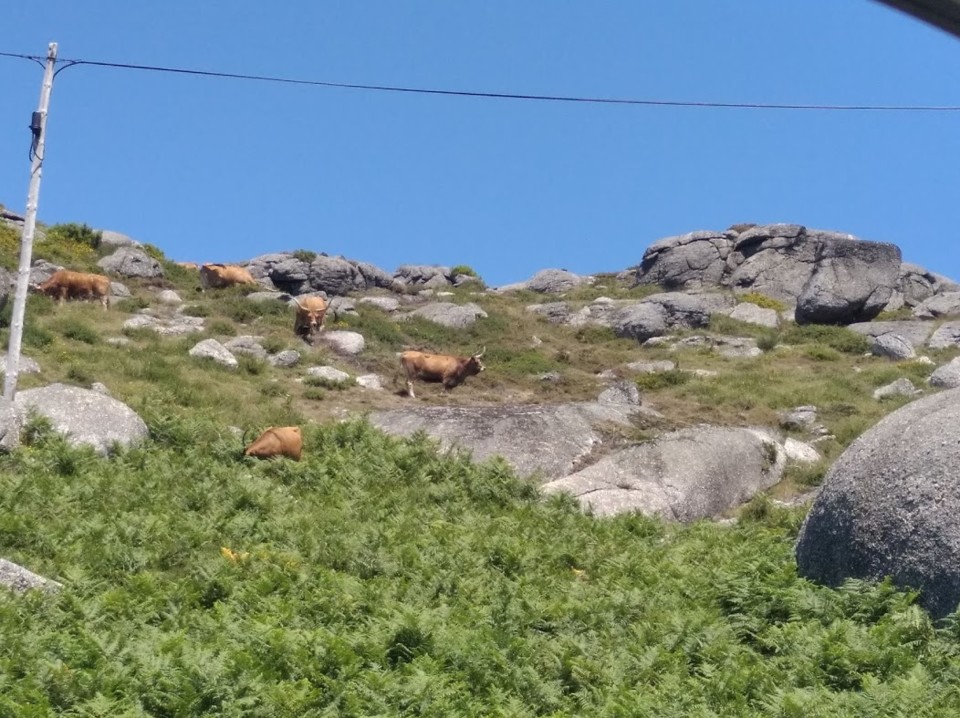 não_me_canso_disto_gerês9g.jpg