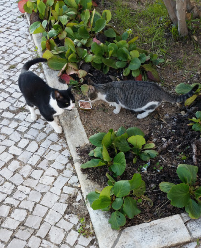 gatosruaminha.jpg gatosruaminha.jpg