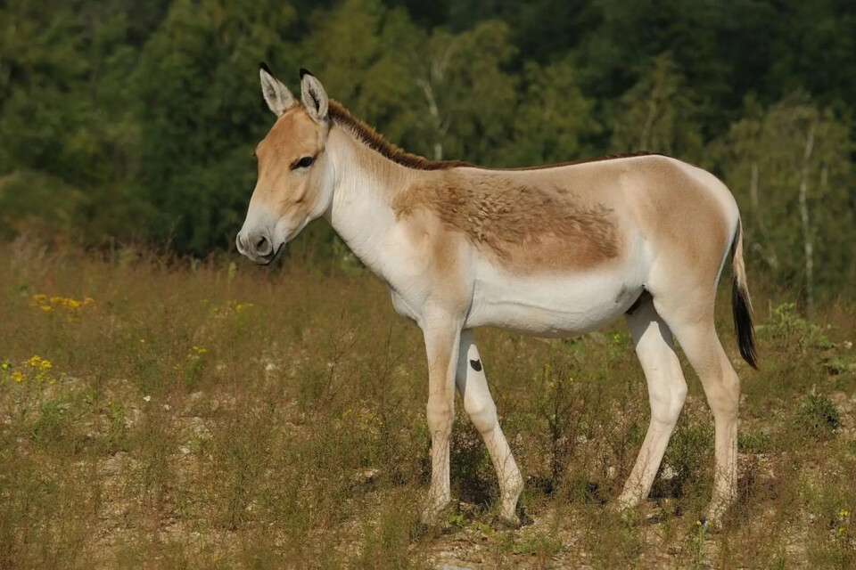 Michael Oppermann Onager.webp
