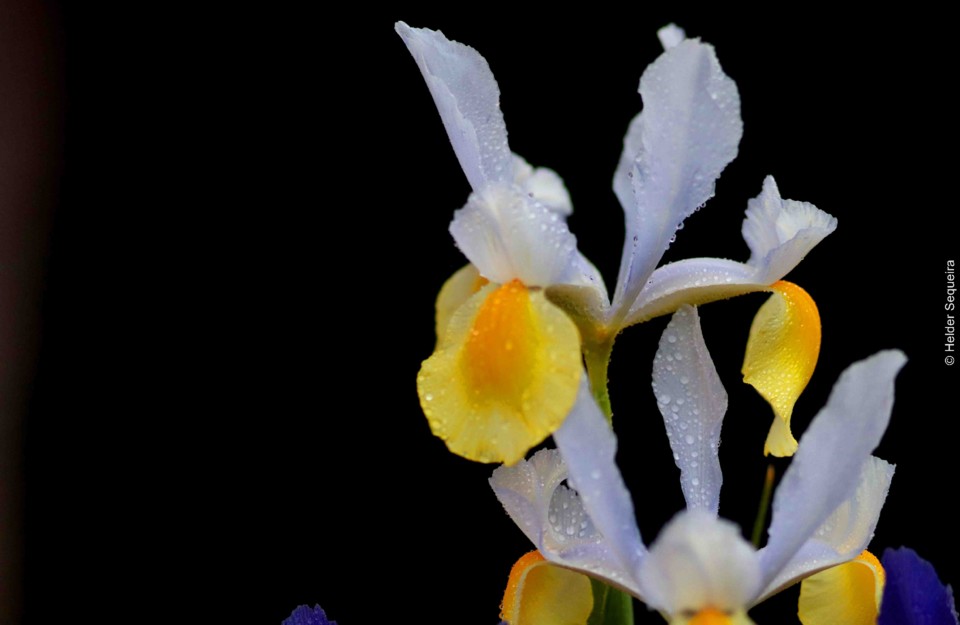 Flor - Foto Helder Sequeira.jpg