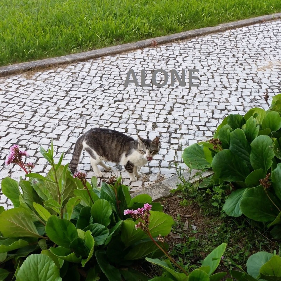 ALONE0368.jpg ALONE0368.jpg