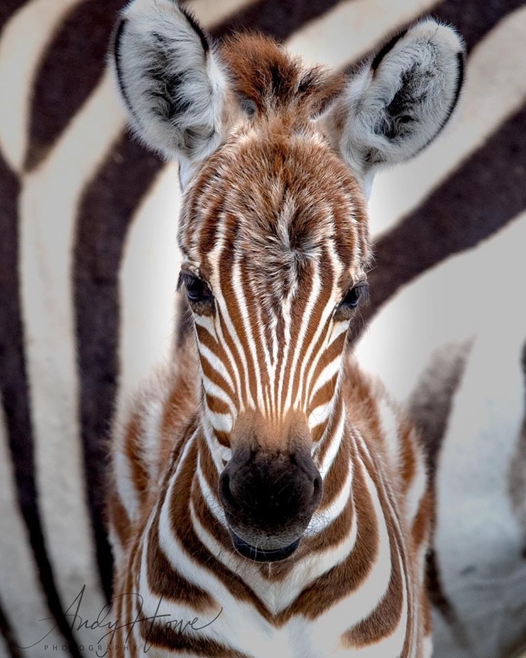 zebra.jpg
