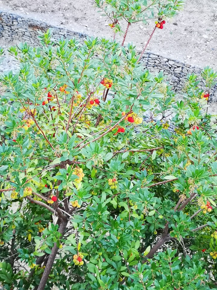 IMG_20191005_164443.jpg