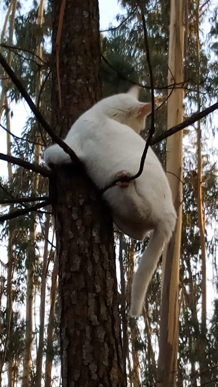 Nao_me_canso_disto_gato_companheiro2.jpg