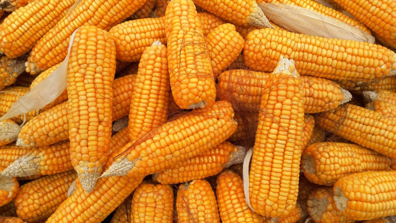 corn-1726017_1920.jpg