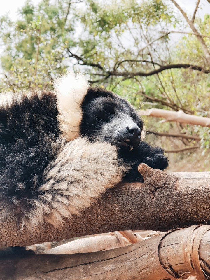 madagascar-antananarivo-lemur-park.jpg