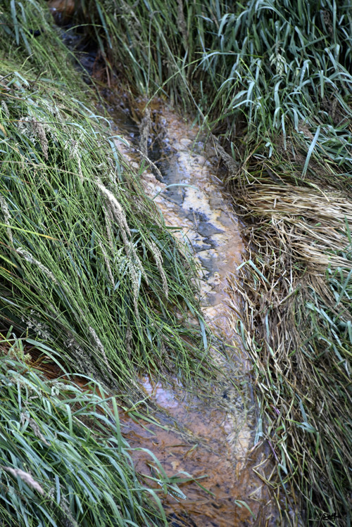 _DSC7754.JPG