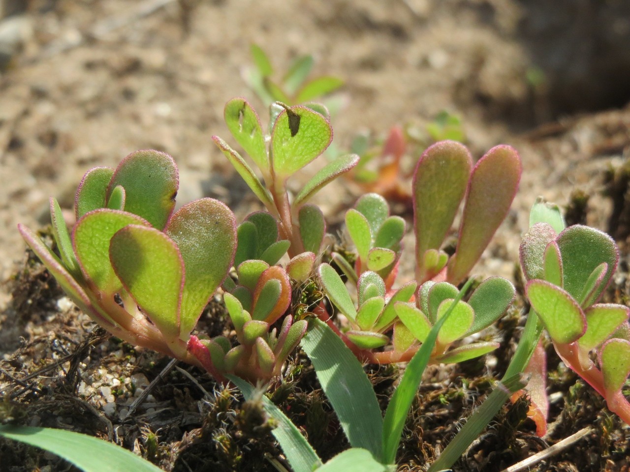 portulaca-oleracea-855543_1920.jpg portulaca-oleracea-855543_1920.jpg