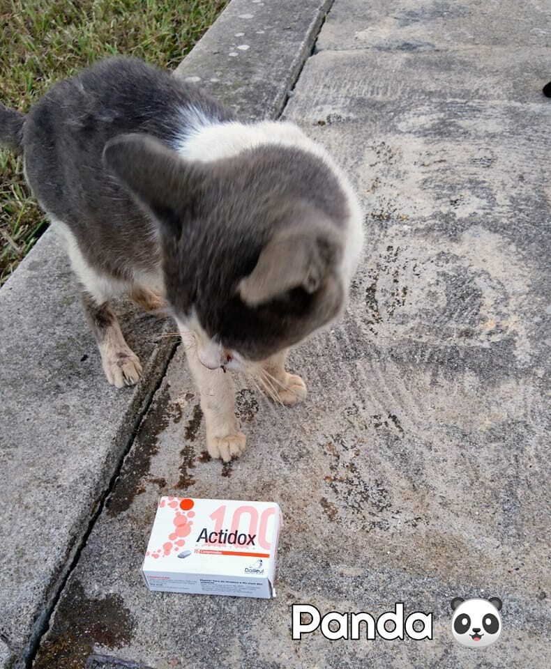 pandaantibiotico.jpg