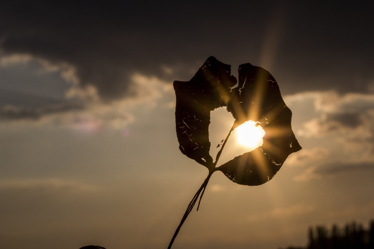sun-heart-autumn-leaf-39379.jpeg sun-heart-autumn-leaf-39379.jpeg