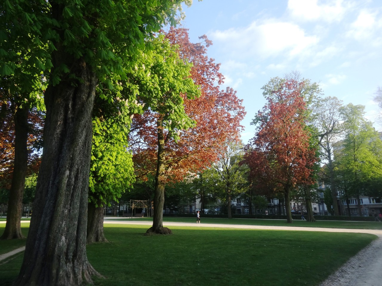 Jardim 50 árvore belgica.JPG