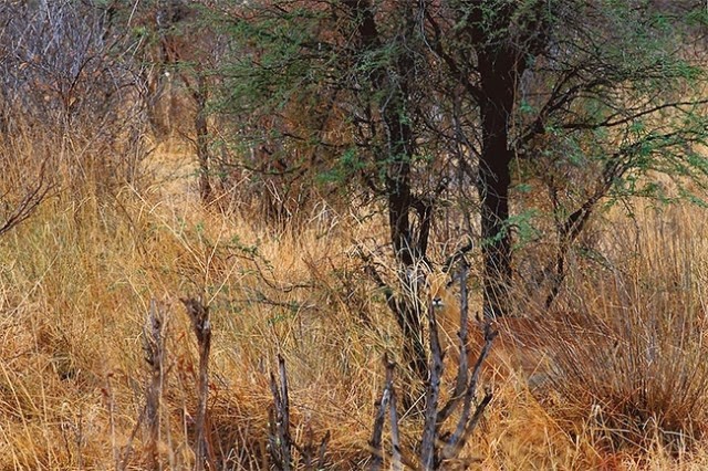 Animals-in-Hiding3-640x426.jpg Animals-in-Hiding3-640x426.jpg