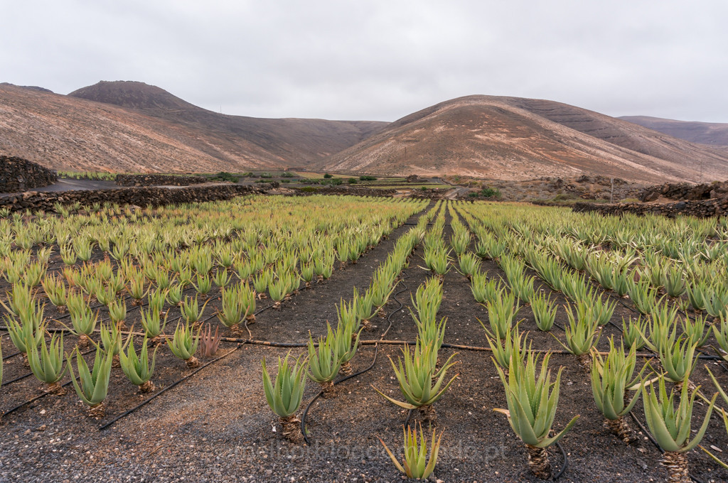 Lanzarote