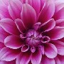 flor.jpg