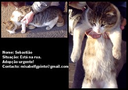 gato adop&ccedil;&atilde;o