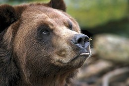 kodiakbearon9.jpg