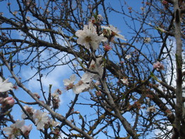 macros e companhia 060.JPG