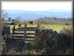 04Fev DSC01479_ms.JPG