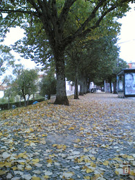 Folhas de Outono, Coimbra