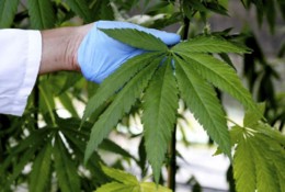 cannabis.jpg cannabis.jpg