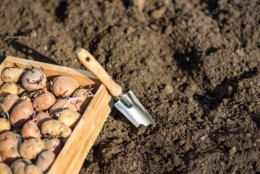 depositphotos_70278369-stock-photo-sprouted-potato