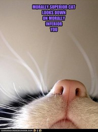 morally superior cat.jpg