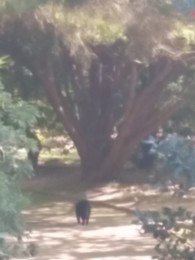 JardimBotânico-GatoPreto.jpg