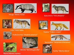 Animais carnivoros