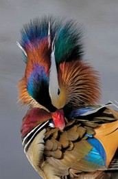 mandarinduckfm6.jpg