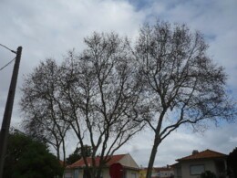 Arvores nuas P1050908.JPG