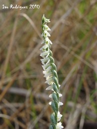 Spiranthes spiralis